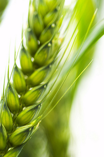 close-up of wheat